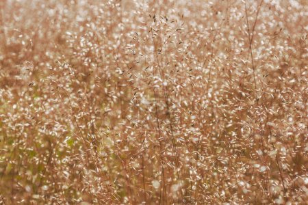 Téléchargez les photos : Lames d'herbe dans la prairie - en image libre de droit