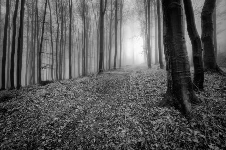 Téléchargez les photos : Forest road in the foggy of beech late autumn forest - en image libre de droit
