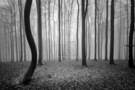 Téléchargez les photos : Hêtraie d'automne avec brume en arrière-plan - en image libre de droit