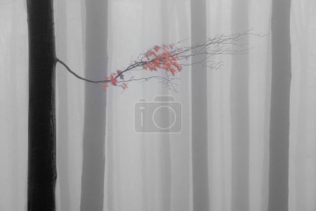 Téléchargez les photos : Branche de hêtre d'automne avec des feuilles dans la forêt de hêtre brumeux - en image libre de droit