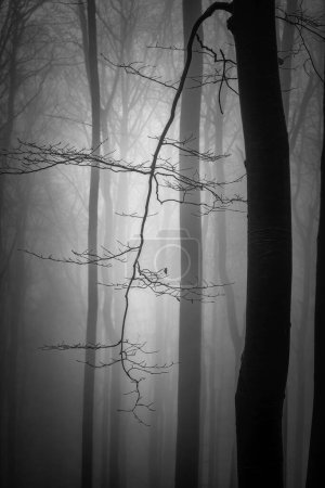 Téléchargez les photos : Branche de hêtre à la fin de l'automne avec brouillard en arrière-plan - en image libre de droit