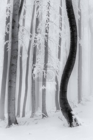 Téléchargez les photos : Troncs de hêtres dans une forêt gelée hivernale - en image libre de droit
