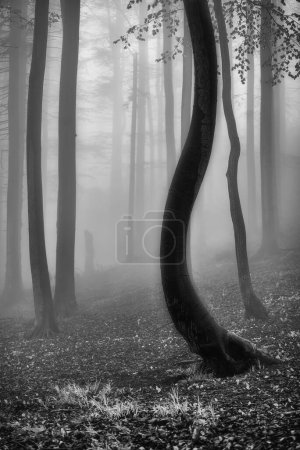 Téléchargez les photos : Troncs de hêtre dans une forêt de printemps brumeuse - en image libre de droit