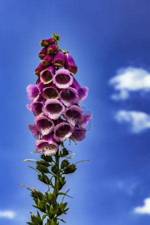 Téléchargez les photos : Floraison Digitalis purpurea fleur avec ciel bleu en arrière-plan - en image libre de droit
