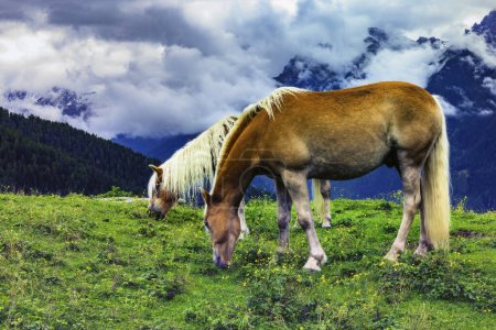 Téléchargez les photos : Pâturage de chevaux dans un paysage alpin sous un ciel nuageux - en image libre de droit