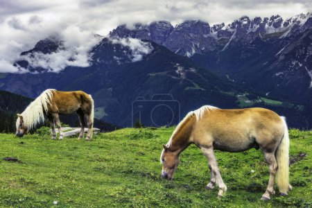 Téléchargez les photos : Pâturage de chevaux dans un paysage alpin sous un ciel nuageux - en image libre de droit
