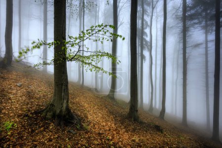 Téléchargez les photos : Hêtraie printanière avec brouillard en arrière-plan - en image libre de droit