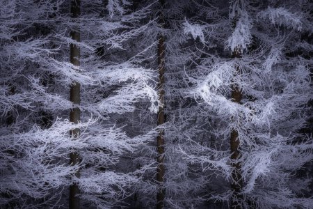 Téléchargez les photos : Épinettes poussant près les unes des autres en hiver - en image libre de droit