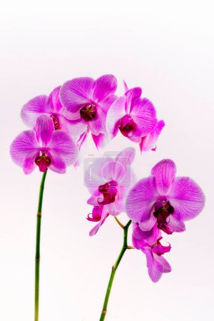 Téléchargez les photos : Fleurs d'orchidée sur un fond blanc - en image libre de droit