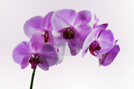Téléchargez les photos : Fleurs d'orchidée sur un fond blanc - en image libre de droit