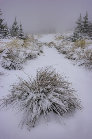 Téléchargez les photos : Herbe forestière couverte de neige fraîche en hiver - en image libre de droit