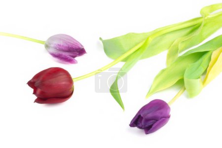 Téléchargez les photos : Vue d'une fleurs de tulipes sur fond blanc - en image libre de droit