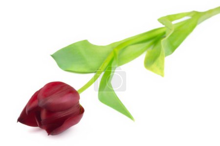 Téléchargez les photos : Vue d'une fleur de tulipe rouge sur fond blanc - en image libre de droit