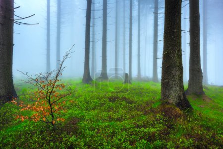 Téléchargez les photos : Forêt d'épinettes printanières avec brume en arrière-plan - en image libre de droit
