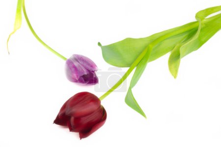 Téléchargez les photos : Vue d'une fleurs de tulipes sur fond blanc - en image libre de droit