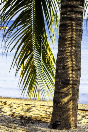 Téléchargez les photos : Palmier sur la plage avec l'océan en arrière-plan - en image libre de droit