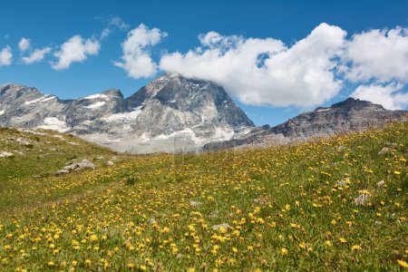 Téléchargez les photos : Mount Matterhorn with field of dandelions in the foreground. Breuil-Cervinia, Italy - en image libre de droit