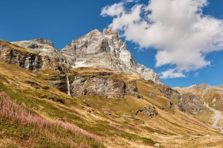 Téléchargez les photos : La face sud de la montagne du Cervin avec des fleurs alpines au premier plan. Breuil-Cervinia, Italie - en image libre de droit