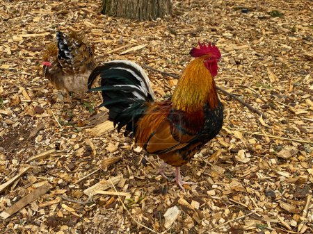 Téléchargez les photos : Le grand poulet domestique Cochin sur la ferme en Afrique du Sud. Il est issu de gros poulets à pattes de plumes importés de Chine en Europe et en Amérique du Nord dans les années 1840 et 1850.. - en image libre de droit