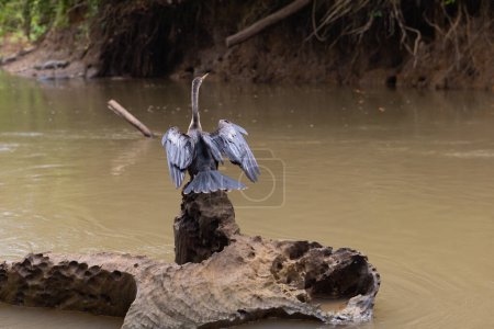 Anhinga bird (Anhinga anhinga) on stump from the tourist boat on Rio Frio river in Cano Negro wetland, northern Costa Rica