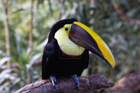 Toucan à mandibule châtaignier ou Swainsons Toucan - Ramphastos swainsonii dans la forêt tropicale, Costa Rica