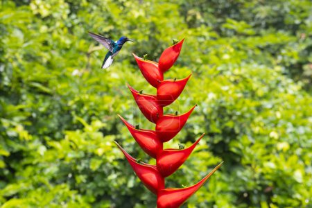 Hummingbird lands on the red flower, Puerto Viejo de Sarapiqui, Heredia Province, Costa Rica