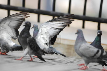 Foto de Las palomas se alimentan de la plaza - Imagen libre de derechos