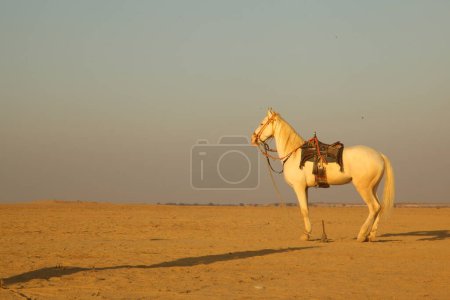Foto de Caballo en el desierto - Imagen libre de derechos