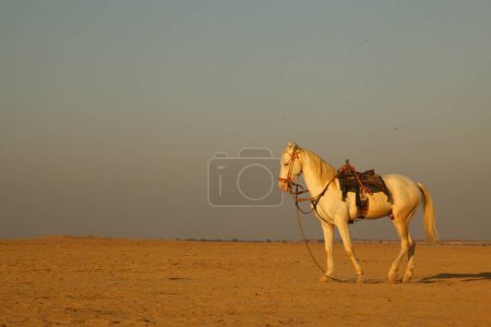 Foto de Caballo en el desierto - Imagen libre de derechos