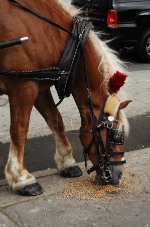 Foto de Primer plano de un caballo - Imagen libre de derechos