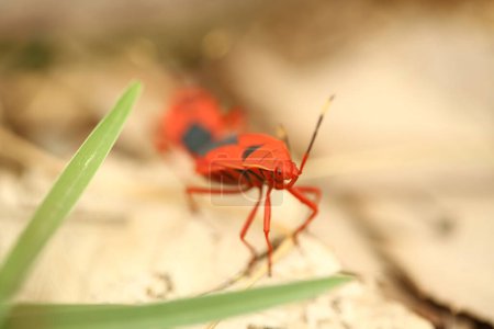 Téléchargez les photos : Bugs rouges sur une plante - en image libre de droit