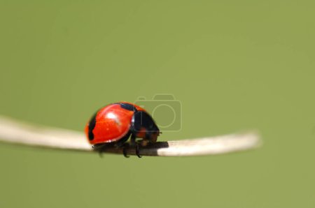 Téléchargez les photos : Bugs rouges sur une plante - en image libre de droit