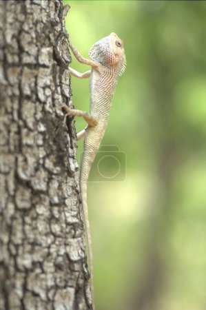 Foto de Lagarto Caza Insectos en el árbol - Imagen libre de derechos