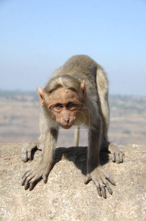 Photo for Closeup of a Indian Monkey - Royalty Free Image