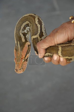 Photo for Closeup Shot Of An Indian Python - Royalty Free Image