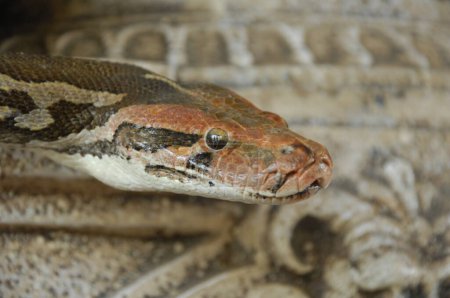 Photo for Closeup Shot Of An Indian Python - Royalty Free Image