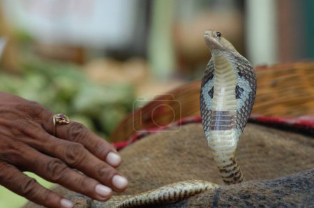 Photo for Male hand with Snake King Cobra - Royalty Free Image
