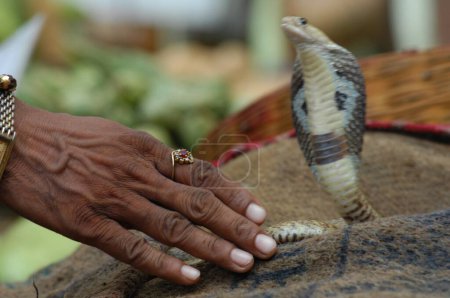 Téléchargez les photos : Main masculine avec Serpent Roi Cobra - en image libre de droit