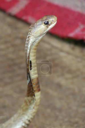 Foto de Primer plano de la serpiente Cobra - Imagen libre de derechos
