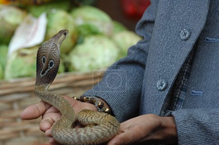 Téléchargez les photos : Main masculine avec Serpent Roi Cobra - en image libre de droit