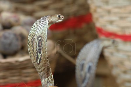Photo for King Cobra Snake India - Royalty Free Image