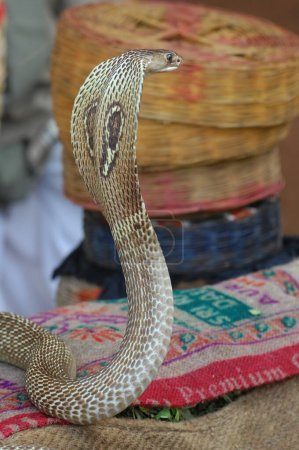 Téléchargez les photos : Roi Cobra serpent Inde - en image libre de droit