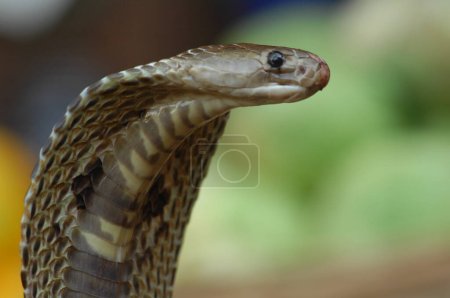 König Kobra Schlange Indien