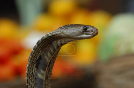 Foto de Rey Cobra serpiente India - Imagen libre de derechos