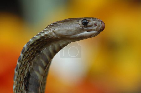 Foto de Rey Cobra serpiente India - Imagen libre de derechos