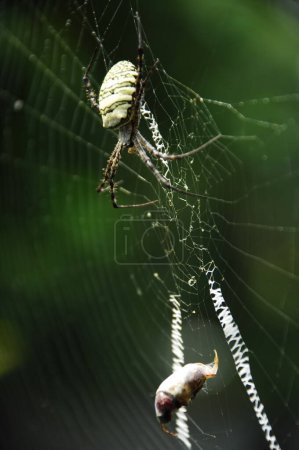 Photo for Macro shot of a Spider - Royalty Free Image