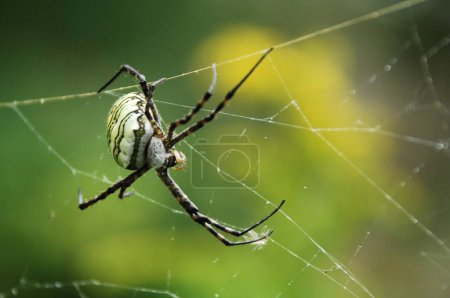 Photo for Macro shot of a Spider - Royalty Free Image