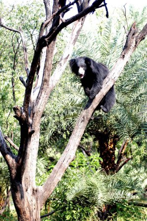 Photo for Black Asian Sloth Bear Climbs Up On Tree - Royalty Free Image