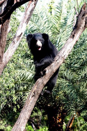 Photo for Black Asian Sloth Bear Climbs Up On Tree - Royalty Free Image