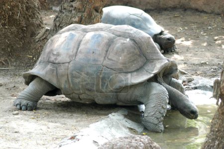 Giant Tortoise Stretching Long Neck